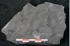 Foto (Detailansicht) von Noeggerathia palmaeformis Goeppert (NHMW-GEO-2024-0188-10739)